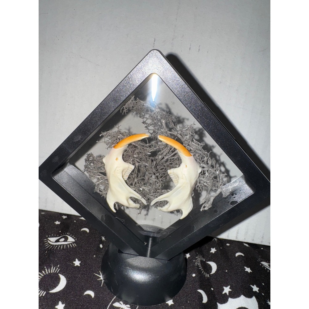 Muskrat jaws floating frame taxidermy oddities‎ art